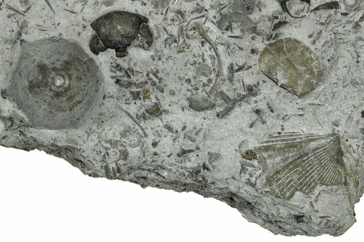 Plate of Crinoid, Brachiopod, Byozoan & Trilobite Pieces - Ohio #325957